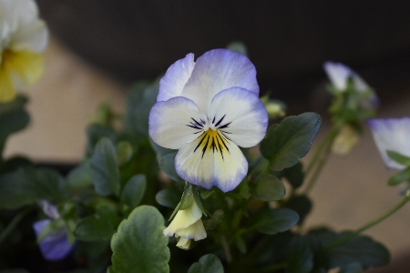 Plant flower purple petal Photo