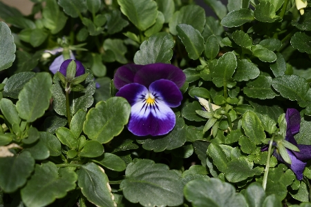 Plant flower purple flora Photo