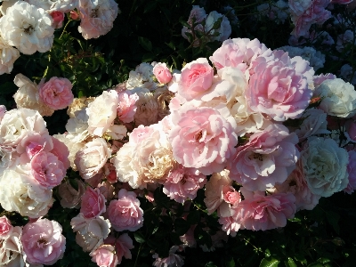 Blossom plant flower petal Photo