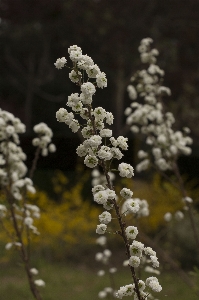 Branch blossom plant flower Photo