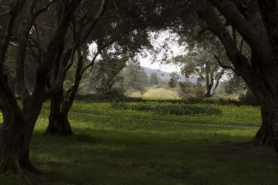 Paisaje árbol naturaleza bosque