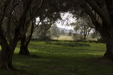 Landscape tree nature forest Photo