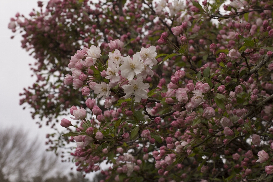 Albero ramo fiore pianta