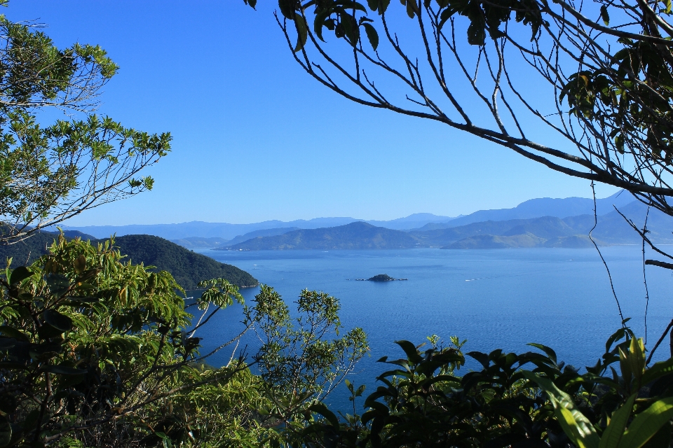 Landscape sea coast tree