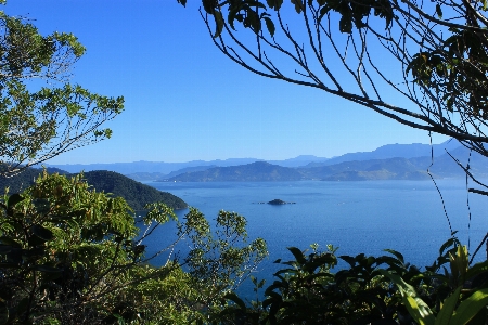 Landscape sea coast tree Photo