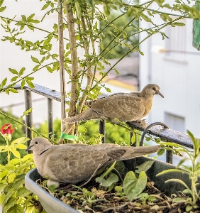 Foto Pássaro bico fauna aquático
