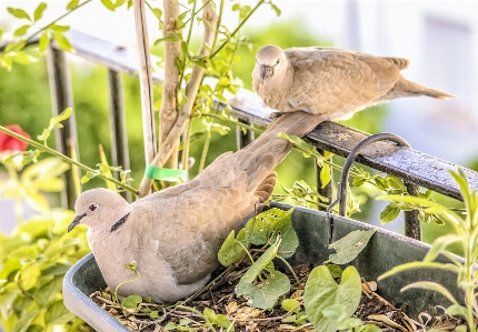 草 鳥 野生動物 嘴 写真