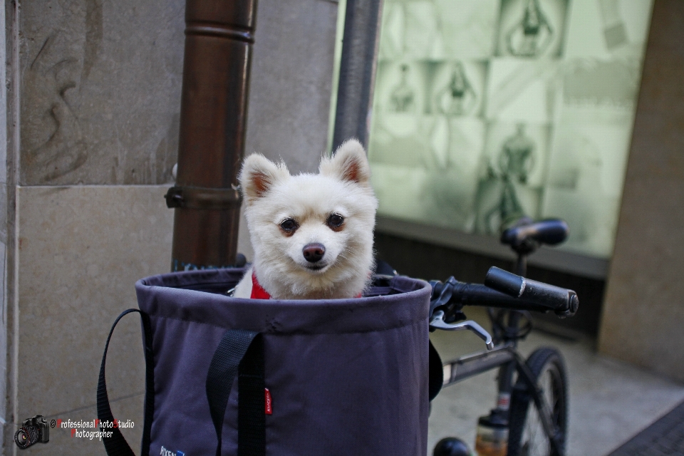 Chien museau
 vertébré
 race de chien
