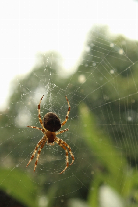 Faune insecte invertébré toile d'araignée