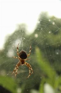 Foto Animali selvatici insetto invertebrato ragnatela