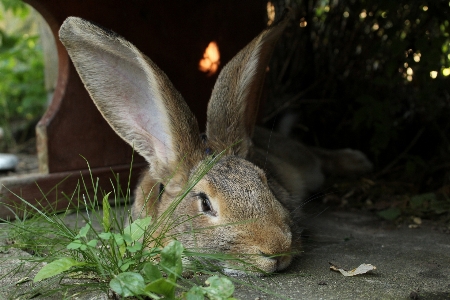 Foto Rumput margasatwa mamalia fauna