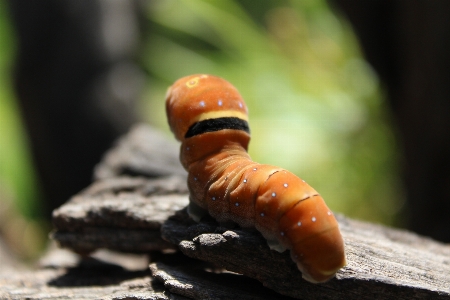 Insect invertebrate caterpillar close up Photo