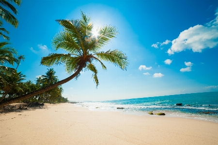 Tree cloud sky beach Photo