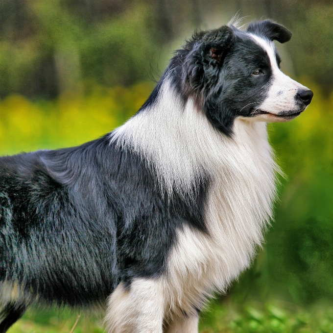 Pies rasa psa
 jak ssak
 border collie
