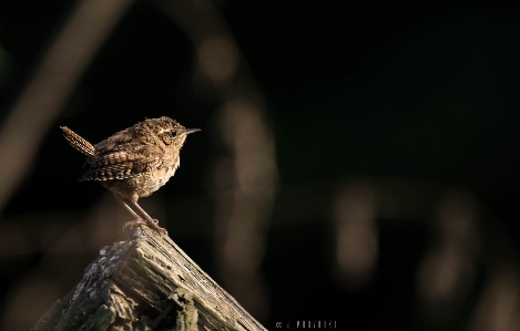 Bird brown dark nature Photo