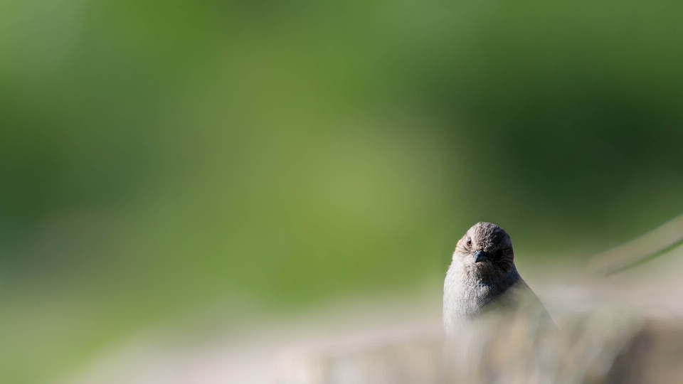 Natur tier schönheit ambiente
