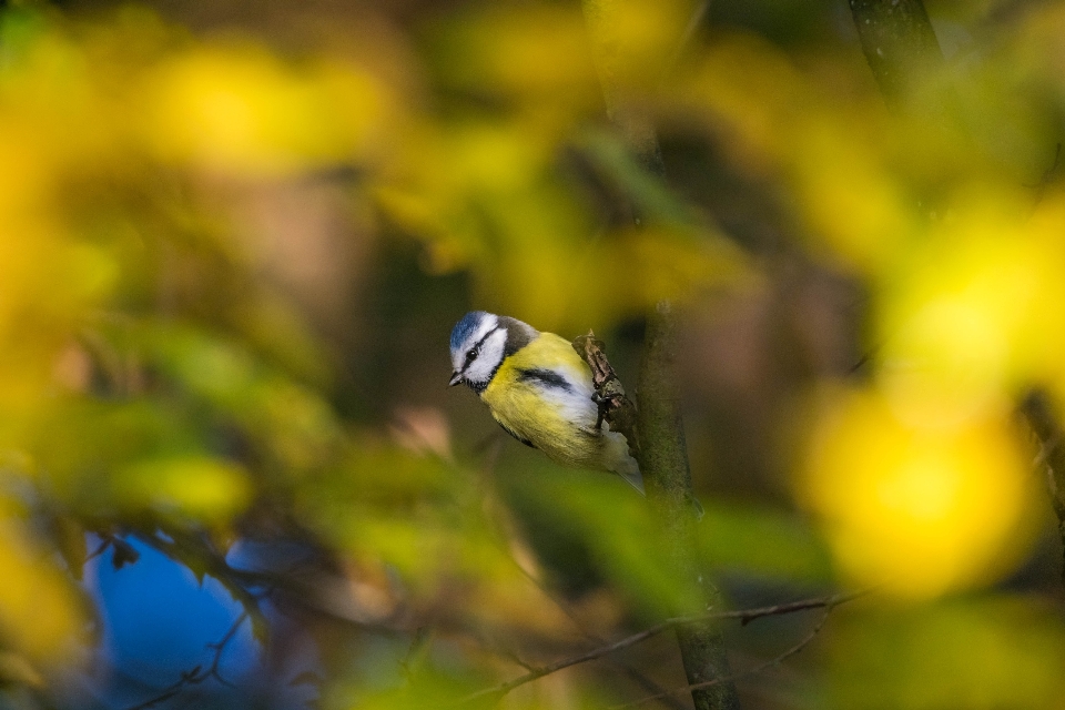 Natura las dzikiej przyrody dziki jeleń
