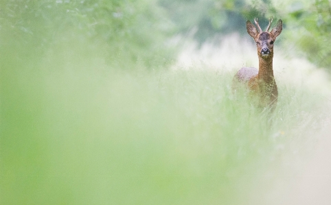 Nature forest wildlife wild deer Photo