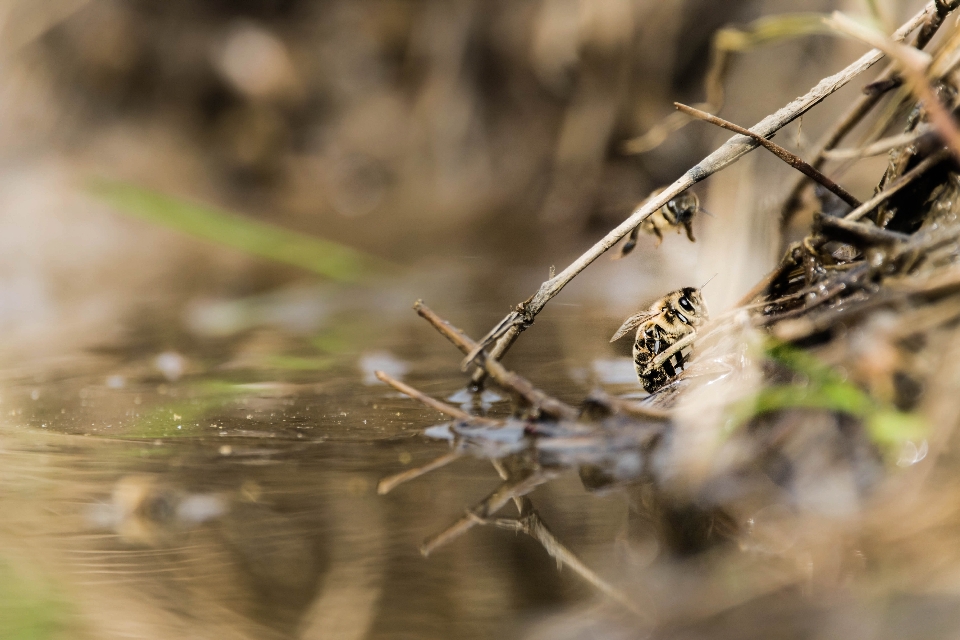 Nature forêt faune mammifère