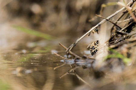 Nature forest wildlife mammal Photo