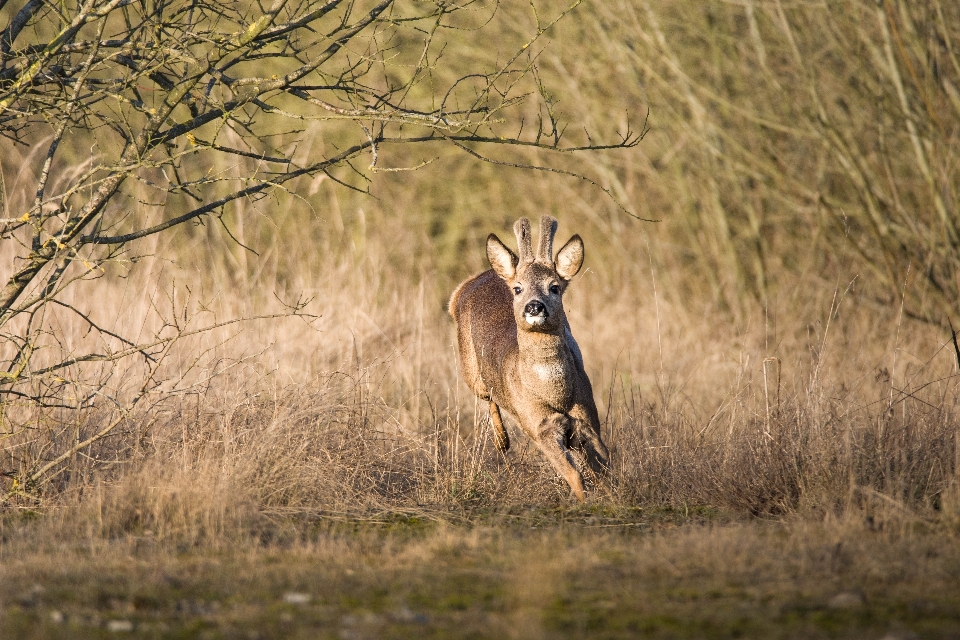 Natura foresta animali selvatici selvaggio