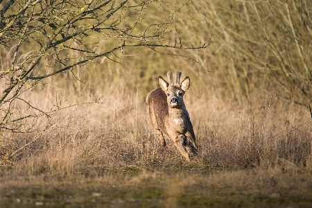 Nature forest wildlife wild Photo