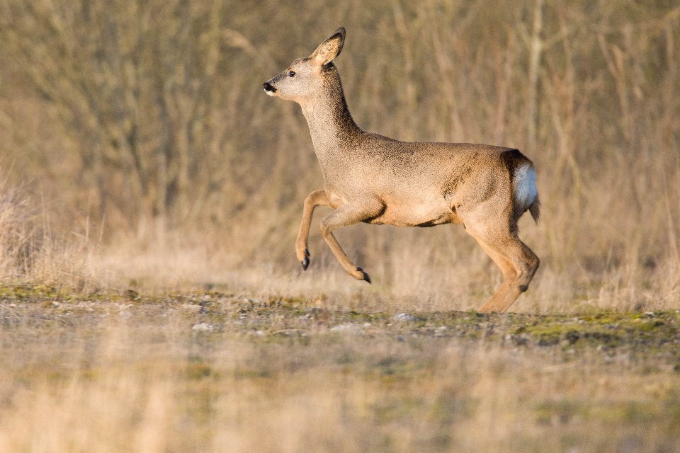 Natura las dzikiej przyrody dziki