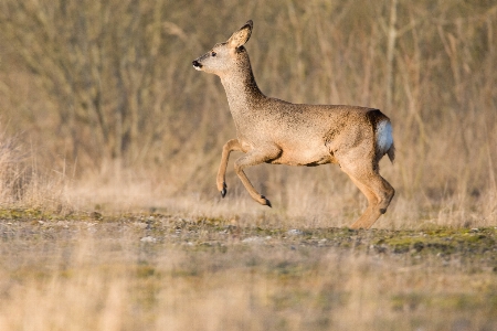 Nature forest wildlife wild Photo