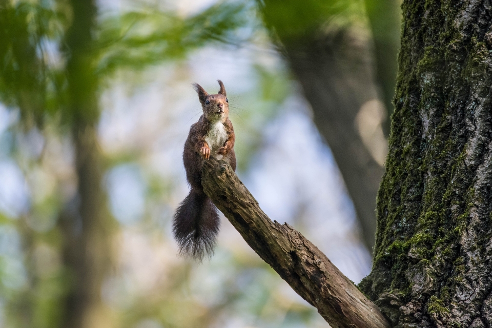 Naturaleza bosque fauna silvestre mamífero