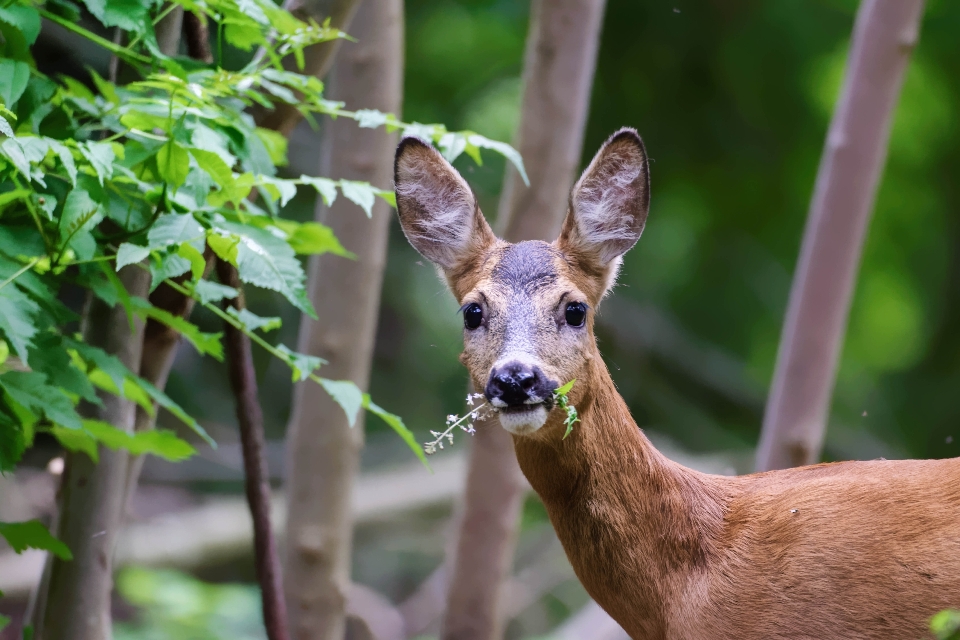 Natureza floresta animais selvagens selvagem