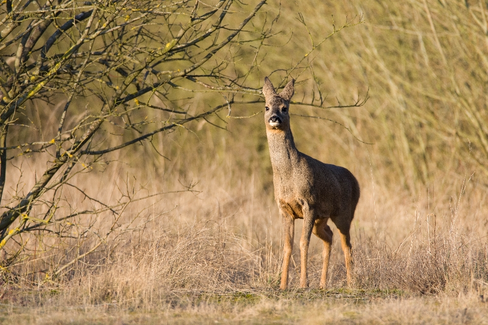 Natura las dzikiej przyrody dziki jeleń
