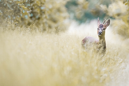 Nature forest wildlife wild deer Photo