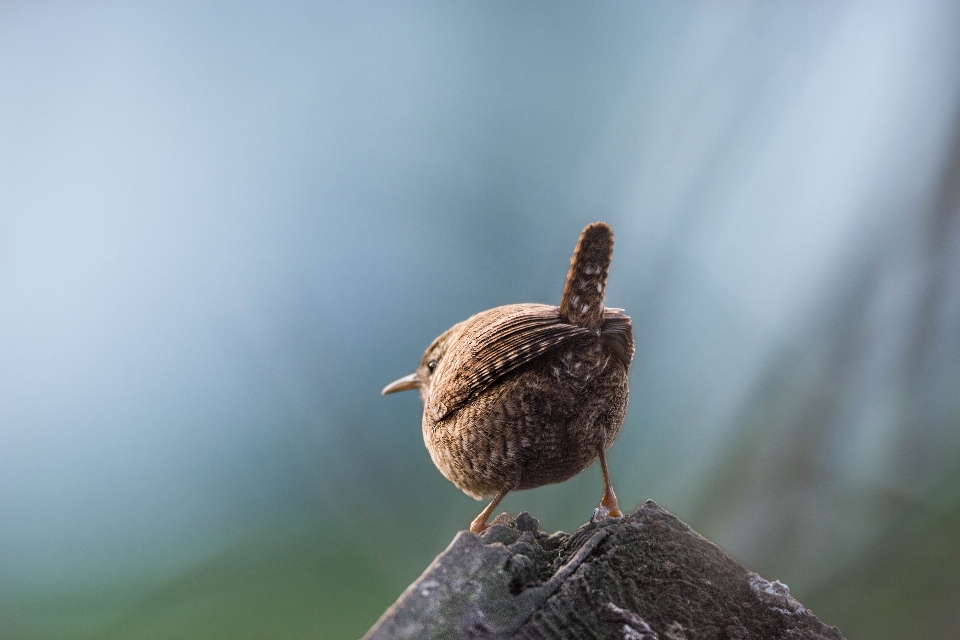 Natureza floresta animais selvagens mamífero