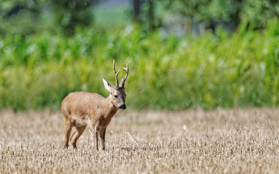 Nature forest wildlife wild deer