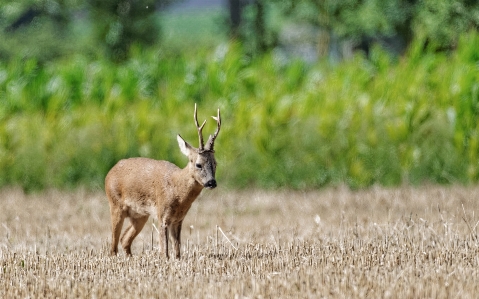 Nature forest wildlife wild deer Photo