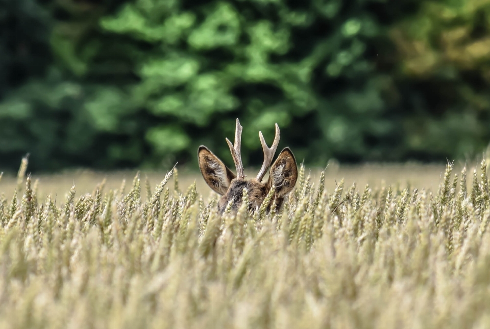 Nature forêt faune cerf sauvage
