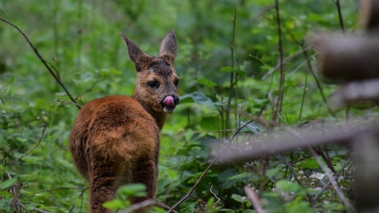 Nature forest wildlife wild deer Photo