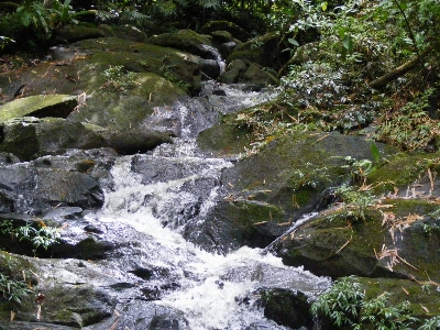 Foto Porto rico montanha floresta tropical
 selvagem