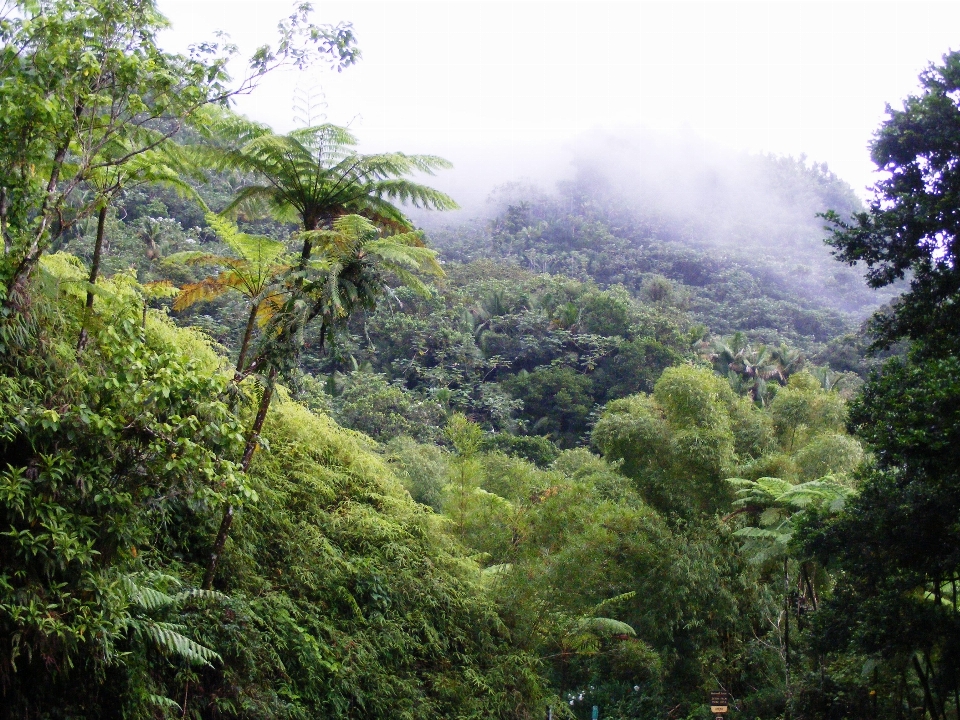 Selva
 montaña árbol caribe
