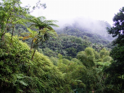 Rain forest mountain tree s caribbean Photo