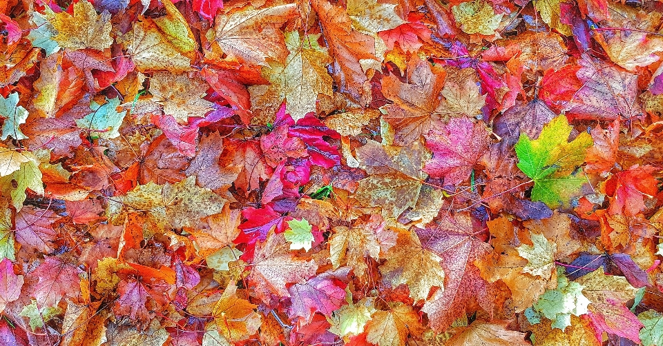 Autumn leaves color leaf