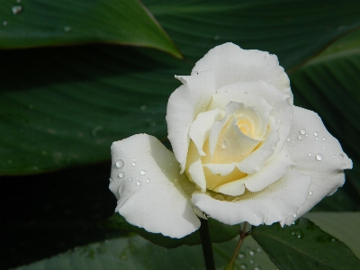 Foto Flor rosa branco plantar