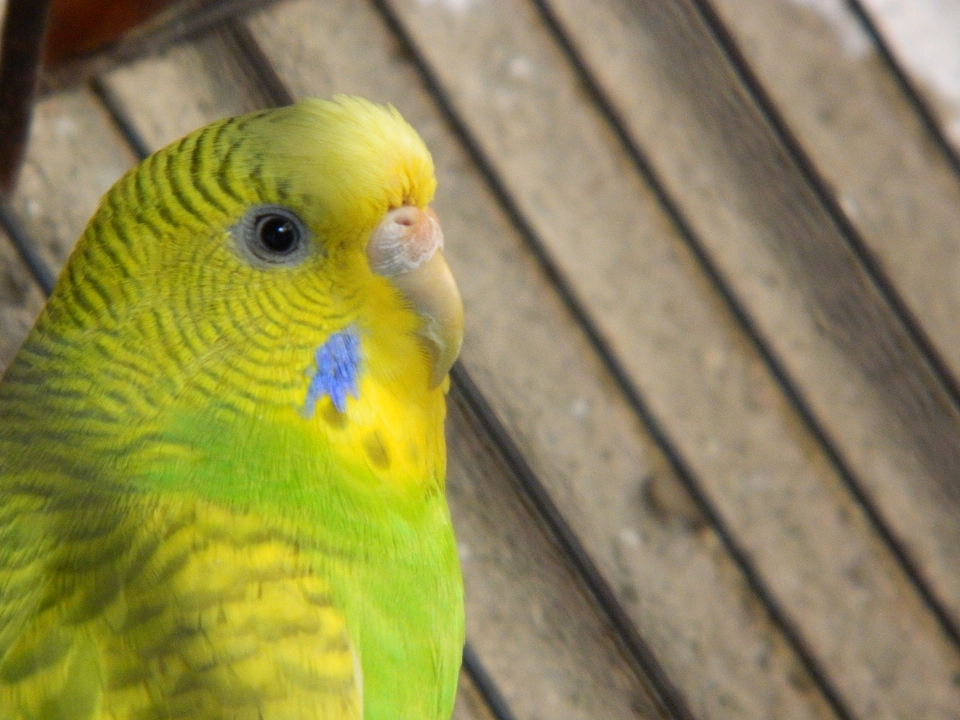 Periquito bird common pet parakeet