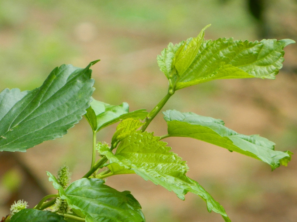 Verde
 foglia pianta erba