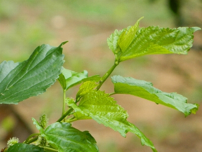 ベルデ
 葉 植物 ハーブ 写真