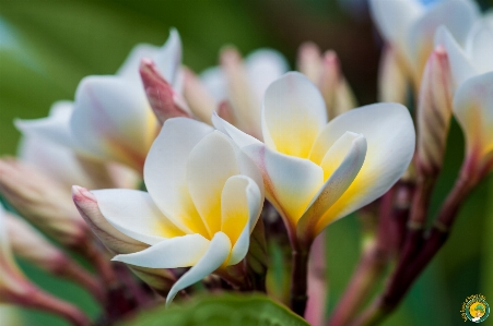 Photo Plumeria
 fleur usine flore