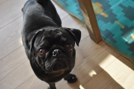 Black pug dog puppy Photo