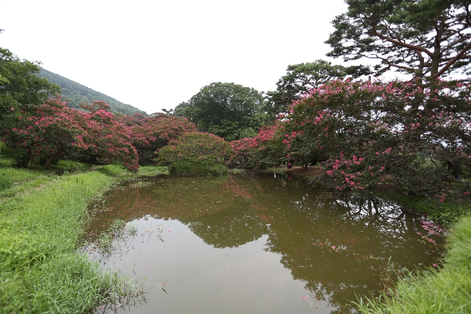 Nature vegetation waterway tree