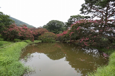 Nature vegetation waterway tree Photo