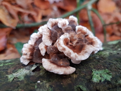 Foto Jamur
 hutan penciptaan discinaceae
